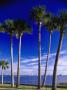 Sable Palm Along Riverside Drive, Port Orange by Jeff Greenberg Limited Edition Print