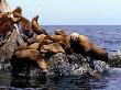 California Sea Lions, Monterey California, Usa by David B. Fleetham Limited Edition Print