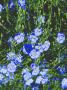 Flax Flowers by Inga Spence Limited Edition Print