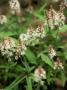 Tiarella (Cygnet) Close-Up Of Flowers And Foliage by Pernilla Bergdahl Limited Edition Print