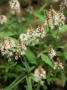 Tiarella (Cygnet) Close-Up Of Flowers And Foliage by Pernilla Bergdahl Limited Edition Print