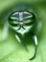 Striped Horsefly, Tabanus Lineola by James H. Robinson Limited Edition Print