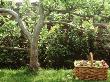 Espalier Apple Tree Worcester Basket Of Apples Underneath Tree by Linda Burgess Limited Edition Pricing Art Print