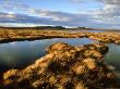 Bog Pools In Flow Country, Sutherland, Scotland by Niall Benvie Limited Edition Print
