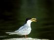 River Tern, India by Vivek Sinha Limited Edition Print
