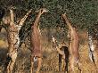 Gerenuk (Litocranius Walleri), Mara Game Reserve by Ralph Reinhold Limited Edition Pricing Art Print