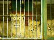Lions At Johannesburg Zoo, Gauteng, South Africa by Roger De La Harpe Limited Edition Print
