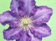 Clematis Flower Against Green Background by Linda Burgess Limited Edition Print