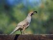 Gambels Quail, Arizona by David Boag Limited Edition Pricing Art Print