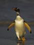Gentoo Penguin Walking On Landing Beach by Andy Rouse Limited Edition Print