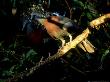 Victoria Crowned Pigeons, Pair, Papua New Guinea by Patricio Robles Gil Limited Edition Print