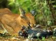 Caracal Feeding On Rock Pigeon (Columba Quinea), Giants Castle Game Reserve, South Africa by Roger De La Harpe Limited Edition Print