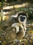 White-Handed Gibbon, Crouching, Monkeyland Primate Sanctuary, Garden Route, South Africa by Roger De La Harpe Limited Edition Print