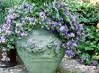 Campanula In Large Blue Green Pot On Patio Edged With Seashells by Linda Burgess Limited Edition Print