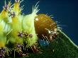 Emperor Gum Moth, Caterpillar Feeding, Australia by Oxford Scientific Limited Edition Print