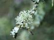 Close-Up Of Lichen On A Branch by Fiona Mcleod Limited Edition Print