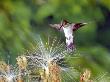 Mangrove Hummingbird Visiting Flowers Of An Inga Tree, Mangroves And Adjacent Forest, Costa Rica by Michael Fogden Limited Edition Print