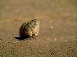 Black-Tailed Prairie Dog, Single, Mexico by Patricio Robles Gil Limited Edition Print