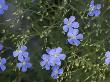Linum Lewisii, Usa by Bob Gibbons Limited Edition Print