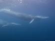 Fin Whales, Los Coronados Islands, Mexico, Pacific Ocean by Richard Herrmann Limited Edition Print