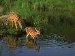 White-Tailed Deer At Edge Of Pond, Minnesota by Brian Kenney Limited Edition Print