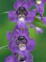 Snapdragon, Angelmist, Deep Plum Improved by Kidd Geoff Limited Edition Pricing Art Print