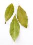 Bay Leaves, Laurus Nobilis by Geoff Kidd Limited Edition Print