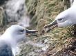 Grey Headed Albatross, Aggression, South Georgia by Ben Osborne Limited Edition Pricing Art Print