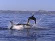 Great White Shark, Breaches On Cape Fur Seal At Seal Island, South Africa, Atlantic Ocean by Chris And Monique Fallows Limited Edition Print