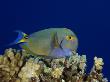 Eyestripe Surgeonfish, Hawaii by David B. Fleetham Limited Edition Print