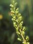 Common Twayblade, Close-Up by David Boag Limited Edition Print
