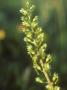 Common Twayblade, Close-Up by David Boag Limited Edition Pricing Art Print