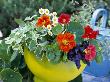 Summer Still Life, Yellow Bowl & Herb, Basil, Mint, Tropaeolum, Fennel, Sage, Feverfew by Linda Burgess Limited Edition Print