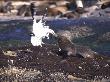 Black-Backed Gull And Cape Fur Seal Fight Over A Puffadder Shyshark, False Bay, South Africa by Chris And Monique Fallows Limited Edition Print