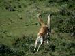 Guanaco, Fighting, Chile by Patricio Robles Gil Limited Edition Pricing Art Print