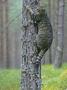 Scottish Wildcat, Male Climbing Tree, Scotland by Mark Hamblin Limited Edition Print