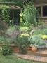 Herb Garden, Steps & Low Brick Wall, Brook Lodge Farm Cottage Allium, Rosemary, Sage, Nepeta by Brian Carter Limited Edition Print