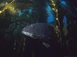 Giant Sea Bass In Kelp Forest, California, Usa by Richard Herrmann Limited Edition Print