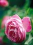 Rosa Reine Victoria (Bourbon Rose) by David Murray Limited Edition Print