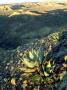 Desert Vizcaino Biosphere Reserve, Mexico by Patricio Robles Gil Limited Edition Print