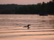 Pelican Fishing, Lake Of The Woods by Keith Levit Limited Edition Print