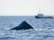 Humpback Whale And Whalewatch Boat, Nova Scotia, Canada by Gustav Verderber Limited Edition Print