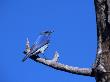 Mountain Bluebird On Branch, Siala Currucoides, Co by Robert Franz Limited Edition Print