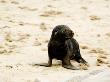 Cape Fur Seal, Pup, Skeleton Coast, Namibia by Ariadne Van Zandbergen Limited Edition Print