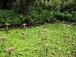 Gorilla Graveyard At Karisoke Research Centre, Volcanoes National Park, Rwanda by Ariadne Van Zandbergen Limited Edition Print