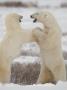 Polar Bears In Churchill Manitoba by Keith Levit Limited Edition Print