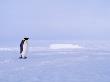 Emperor Penguin, Weddell Sea, Antarctica by David Tipling Limited Edition Print
