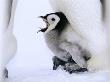 Emperor Penguins, Chick Being Brooded, Antarctica by David Tipling Limited Edition Print