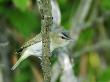 Red-Eyed Vireo, Ile Bizard, Canada by Robert Servranckx Limited Edition Print