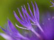 Cornflower, Close Up Of Flower Petals, Scotland by Mark Hamblin Limited Edition Pricing Art Print